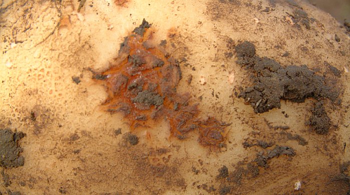 Sarna común por exceso de agua