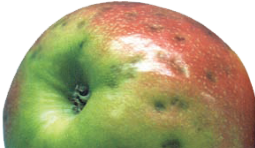 Reducir incidencia de plara