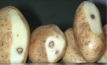 Reducir Mancha negra en papas