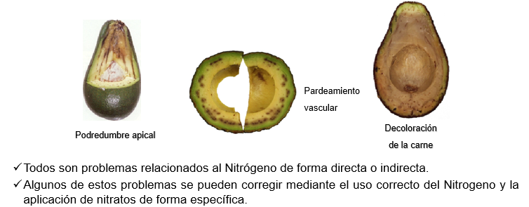aguacate.png